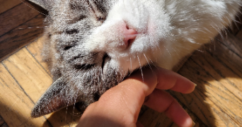 aminata pet sitter à PARIS 18 75018_11