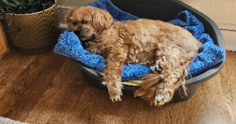 aurélie pet sitter à Nantes 44000_3