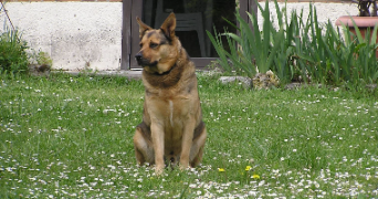 lisa pet sitter à TOULOUSE 31500_1