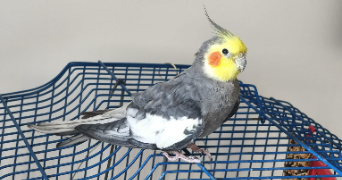 victor pet sitter à COURBEVOIE 92400_6