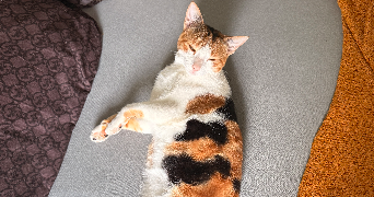 farah pet sitter à CHAMPIGNY SUR MARNE 94500_4