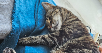 caroline pet sitter à Colombes 92700_1