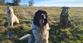 lucile pet sitter à QUIMPER 29000_1