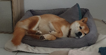 audrey pet sitter à DOUVRES LA DELIVRANDE 14440_5