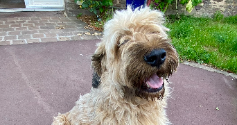 lylou pet sitter à Chartres-de-Bretagne 35131_5