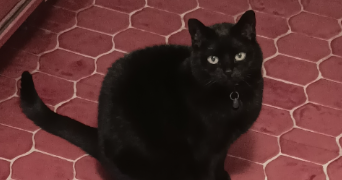 vanessa pet sitter à Dammarie-les-Lys 77190_9