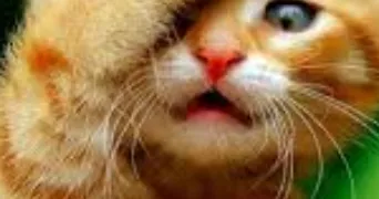 delphine pet sitter à ALBERTVILLE 73200