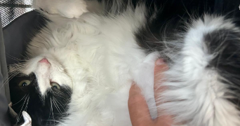 hugues cat sitter à LEVALLOIS PERRET 92300_2