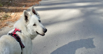 anaïs pet sitter à MARSEILLE 15 13015_2