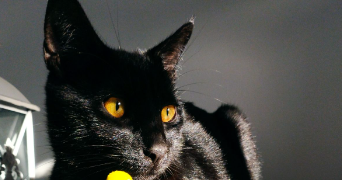 bianca  pet sitter à BAGNOLS SUR CEZE 30200_3