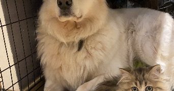zoya pet sitter à VILLEPINTE 93420_1
