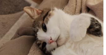 céline pet sitter à SARTROUVILLE 78500_0