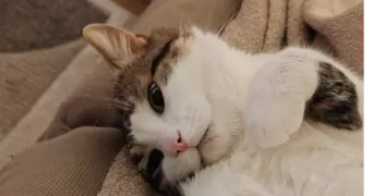 céline pet sitter à SARTROUVILLE 78500