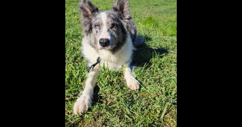 florence pet sitter à Croutelle 86240_2