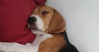 isabelle dog sitter à AUTERIVE 31190