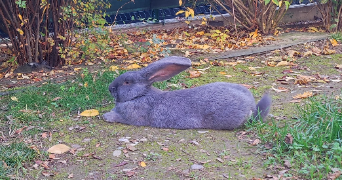 joséphine pet sitter à FONTAINE 38600_4