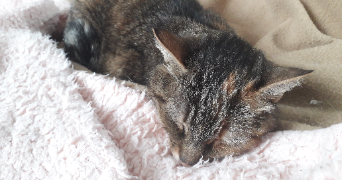 andréa pet sitter à SAUMUR 49400_15