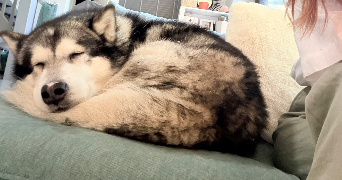 marie pet sitter à CHATEAUNEUF DE GALAURE 26330_4