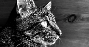 amélie pet sitter à MEUDON 92190_3