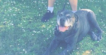 lucas pet sitter à BORDEAUX 33000_4