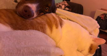 camille pet sitter à MONTAGNEY 70140_2