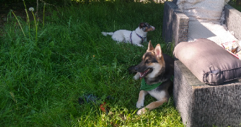 johanne pet sitter à NIEUL 87510_4
