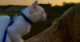 elisa pet sitter à MONTPELLIER 34070_5