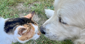 maela pet sitter à LES ESSARTS LE ROI 78690_1