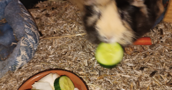 morgane pet sitter à SAUSHEIM 68390_12