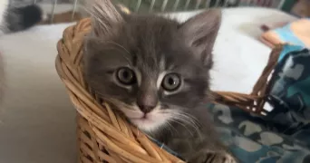 lou-ann pet sitter à OLIVET 45160