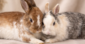 floriane pet sitter à ST BRIEUC 22000_1