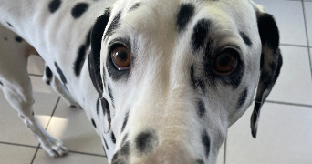 emeline pet sitter à NOISY LE GRAND 93160_0