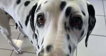 emeline pet sitter à NOISY LE GRAND 93160