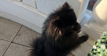 carole pet sitter à SERRIS 77700_7