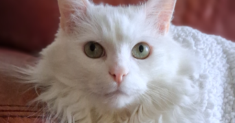 amandine pet sitter à CHAMALIERES 63400_1