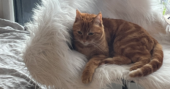 lorena pet sitter à ROMAINVILLE 93230_0