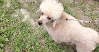 david pet sitter à MAGNY EN VEXIN 95420_0