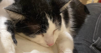 aeden pet sitter à LOOS 59120_8