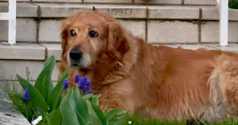 erwan dog sitter à CHAMPCUEIL 91750_3