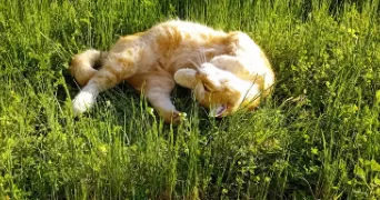 cynthia pet sitter à MIMIZAN 40200