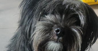 océane pet sitter à MONTPELLIER 34000_2