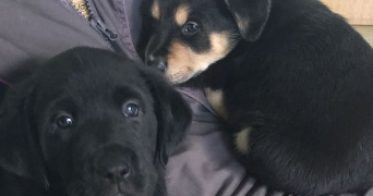 mallaury pet sitter à Saint-Martin-Des-Champs 29600_5