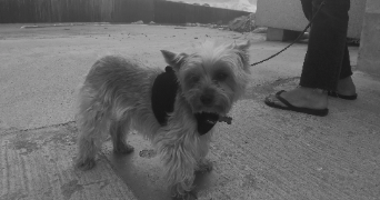 christel pet sitter à ST JORY 31790_2