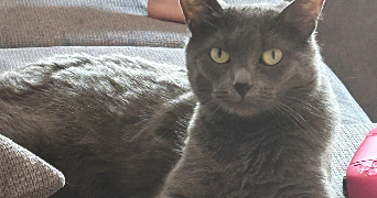 laetitia pet sitter à MULHOUSE 68200_3
