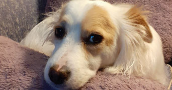 cristina pet sitter à EPINAY SUR SEINE 93800_4