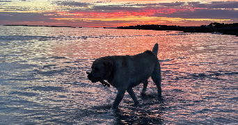 astrid pet sitter à PESSAC 33600_4