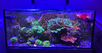 enzo pet sitter à TOULON 83000_1