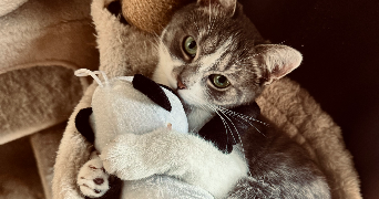 yahya pet sitter à HOUILLES 78800_4
