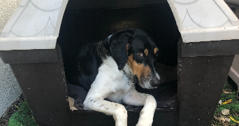 Jade pet sitter à Paris 75009_6