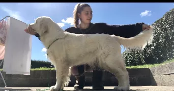 syrine pet sitter à ROSPORDEN 29140